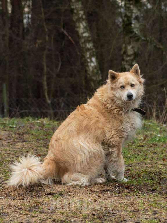 Собаки в Москве: Красавице Энжи очень нужен дом  Девочка, Бесплатно - фото 2