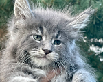 Кошки в Санкт-Петербурге: Мейн кун котята  Мальчик, 60 000 руб. - фото 3