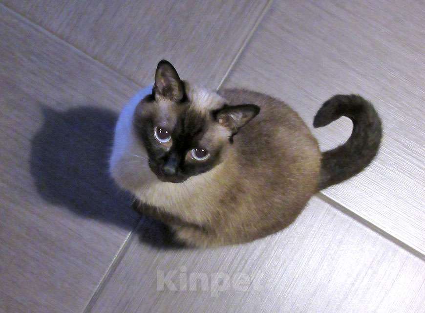 Кошки в Санкт-Петербурге: Ищет дом пожилая, очень нежная тайская кошка по имени Сюся Девочка, 10 руб. - фото 7