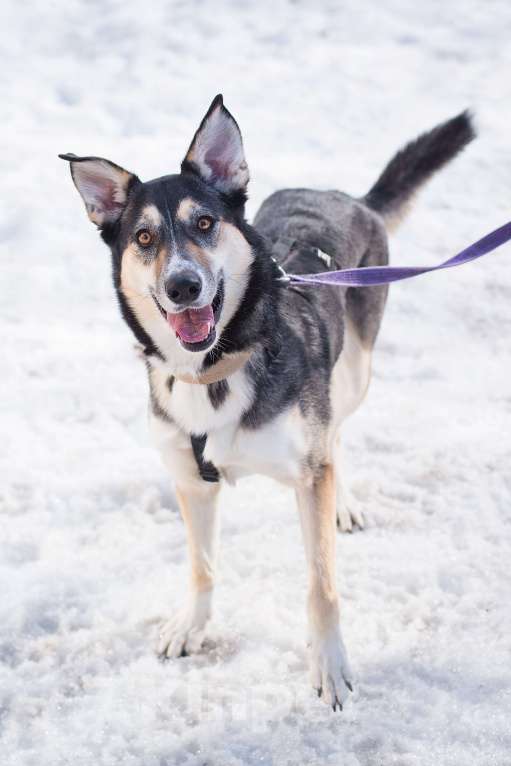 Собаки в Москве: Мирушка ищет добрый дом Девочка, Бесплатно - фото 7