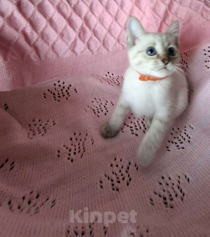 Кошки в Москве: Обоятельный меконг Девочка, 45 000 руб. - фото 1