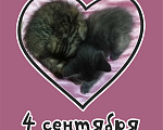 Кошки в Кемерово: отдам котенка бесплатно Девочка, Бесплатно - фото 2