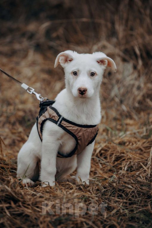 Собаки в Москве: Щенок-девочка, белоснежная красотка в дар Девочка, Бесплатно - фото 1
