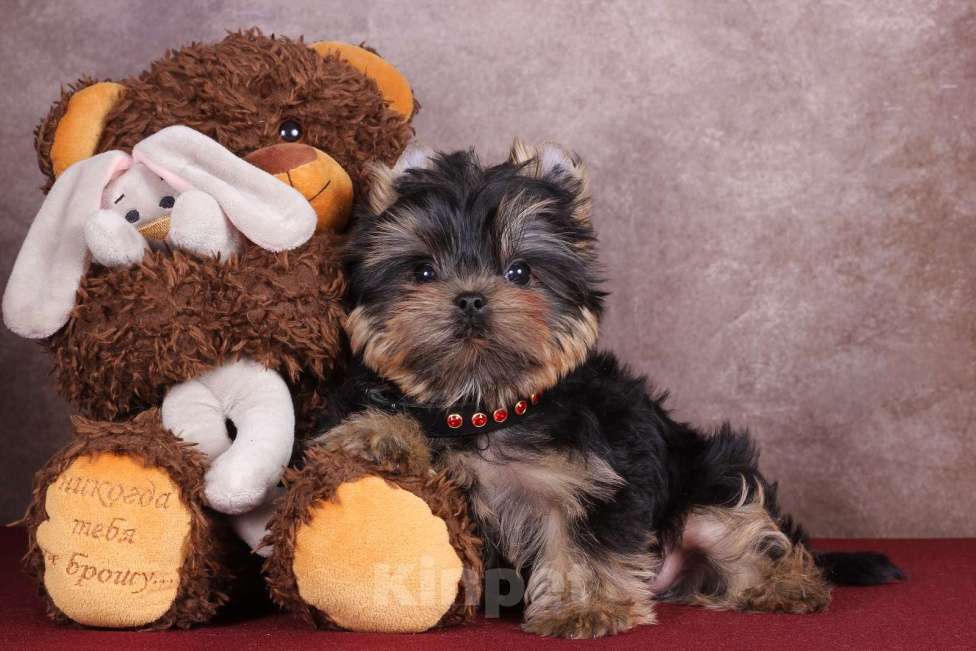 Собаки в Москве: Йоркширский сладкий курносик Синабон РКФ Мальчик, 55 000 руб. - фото 8