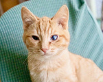 Кошки в Москве: Котенок Пряник – рыжий мальчик! В добрые руки Мальчик, Бесплатно - фото 3