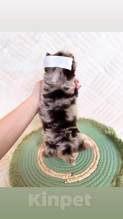 Собаки в Москве: Эксклюзивный мальчик красавчик Мальчик, 80 000 руб. - фото 3