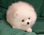 Собаки в Москве: Померанский шпиц, кремовая мини девочка Девочка, 27 000 руб. - фото 7