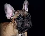 Собаки в Екатеринбурге: Французский бульдог. Ушастый СПЕЦНАЗ  Мальчик, Бесплатно - фото 7
