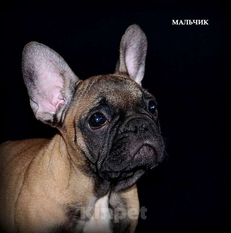 Собаки в Екатеринбурге: Французский бульдог. Ушастый СПЕЦНАЗ  Мальчик, Бесплатно - фото 7
