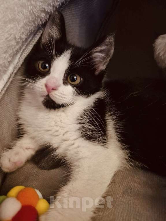 Кошки в Москве: Котенок в добрые руки Девочка, 10 руб. - фото 6