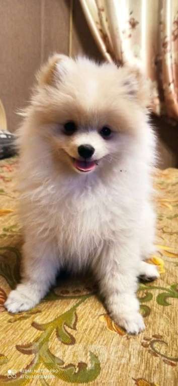 Собаки в Москве: Померанский шпиц. Девочка, 25 000 руб. - фото 1