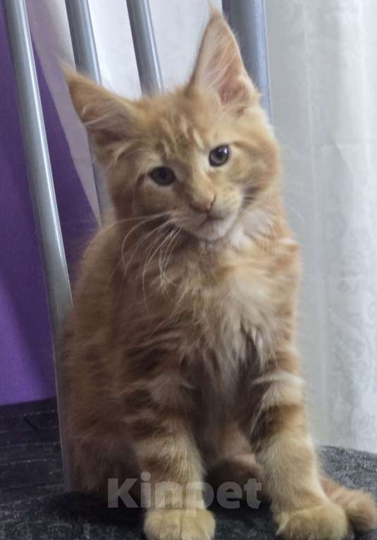 Кошки в Москве: Девочка 3 Девочка, 20 000 руб. - фото 1