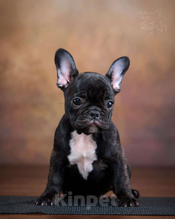 Собаки в Ростове-на-Дону: Готовы к переезду. Девочка, 35 000 руб. - фото 3