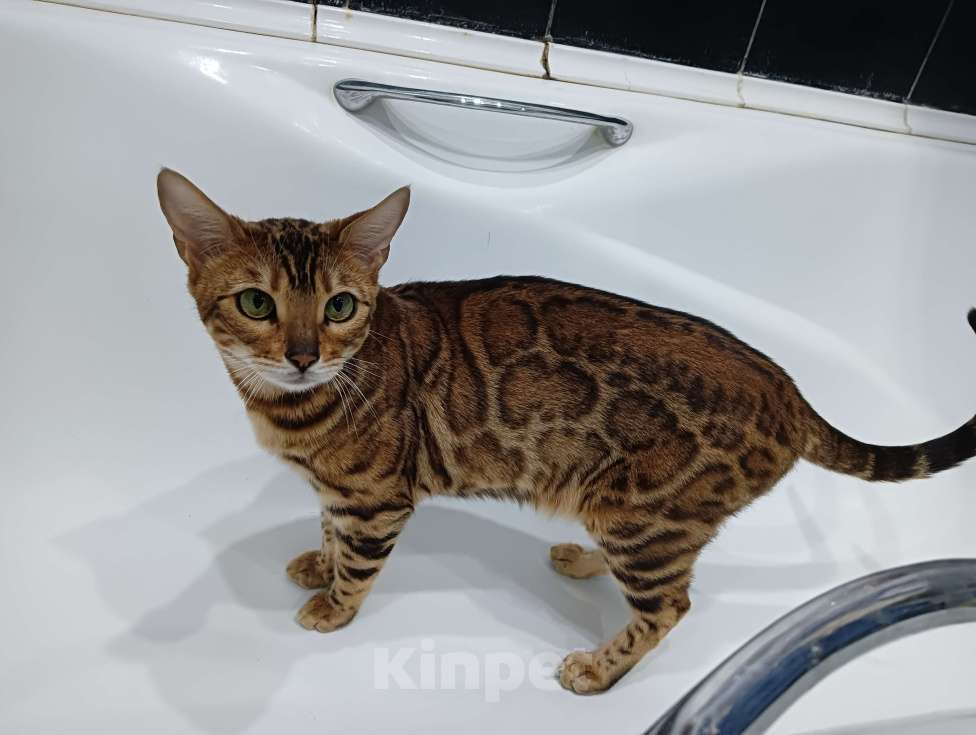 Кошки в Москве: Бенгальская кошка N24 Девочка, 6 000 руб. - фото 2