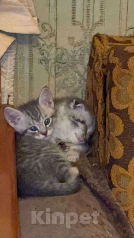 Кошки в Москве: Шотландская вислоухая кошка котенок Мальчик, 15 000 руб. - фото 10