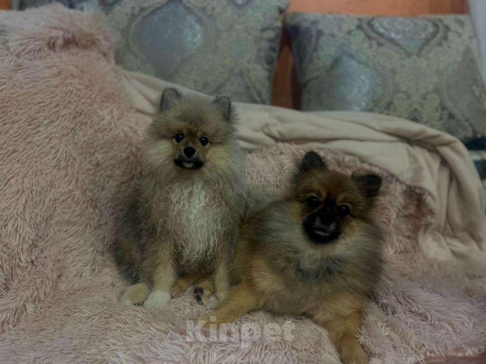 Собаки в Сочи: Помиранский шпиц щенок  Девочка, 20 000 руб. - фото 4