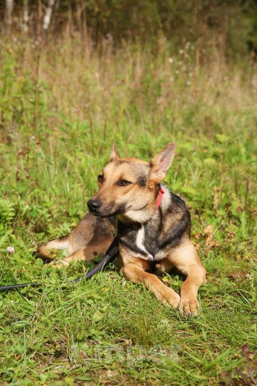 Собаки в Москве: Тиша. Нежная квартирная девочка Мальчик, Бесплатно - фото 6