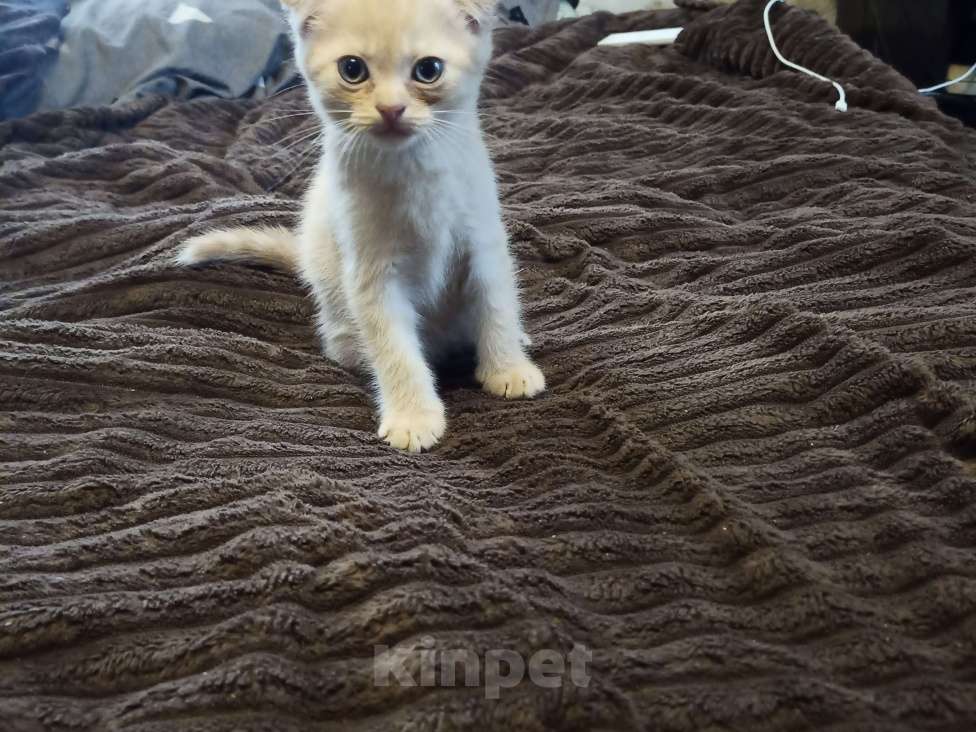 Кошки в Нелидово: Вислоухая цвет золотистый Мальчик, 3 800 руб. - фото 3