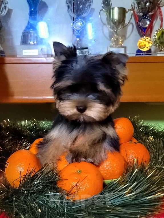Собаки в Москве: Йоркширский терьер. Мальчик  Мальчик, Бесплатно - фото 3