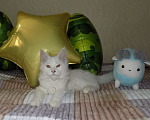Кошки в Москве: Белоснежный котенок мейнкун, мальчик Мальчик, 20 000 руб. - фото 3