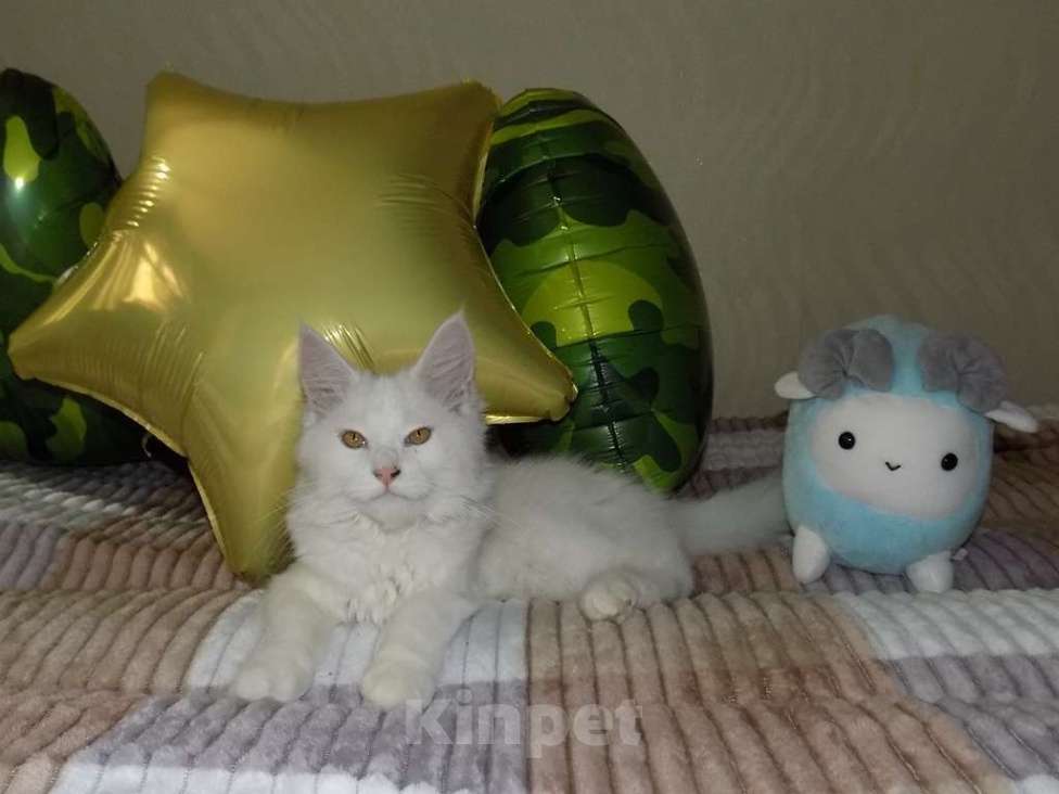 Кошки в Москве: Белоснежный котенок мейнкун, мальчик Мальчик, 20 000 руб. - фото 3