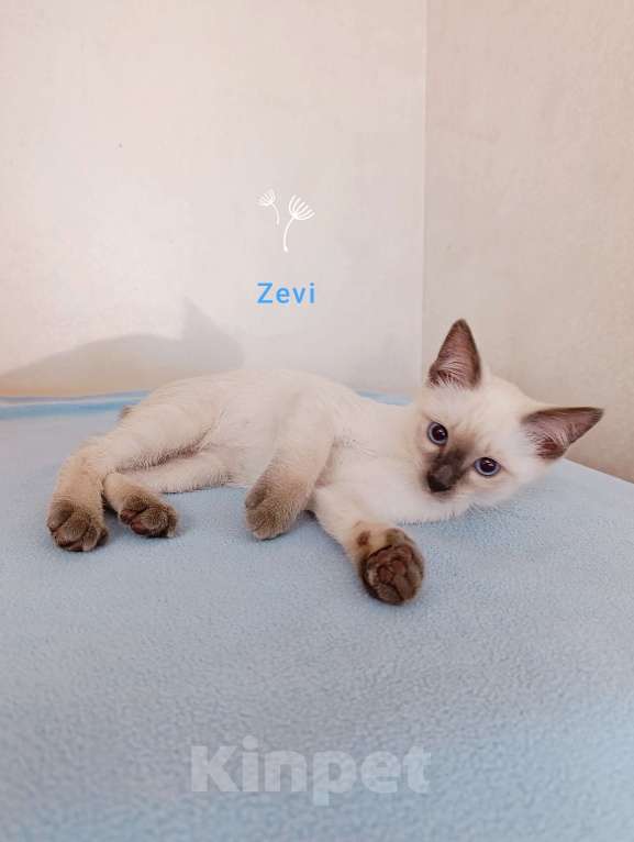 Кошки в Красногорске: Меконгский бобтейл , котята  Мальчик, 45 000 руб. - фото 5