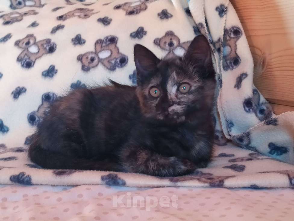 Кошки в Санкт-Петербурге: Ласковый  котëнок Софочка в добрые руки Девочка, Бесплатно - фото 2