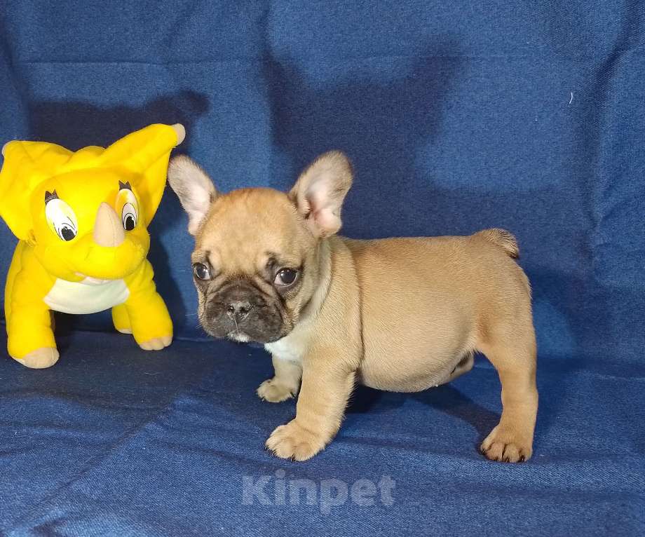 Собаки в Самаре: Девочки и мальчики французики Мальчик, 25 000 руб. - фото 3