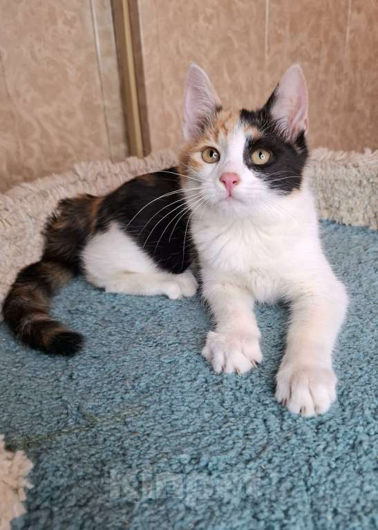 Кошки в Москве: Котёнок с трехцветной мордашкой в добрые руки  Девочка, Бесплатно - фото 5