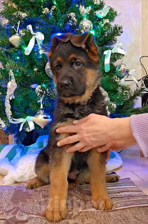 Собаки в Томске: Продаётся кобель стандарт Мальчик, 75 000 руб. - фото 2