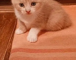 Кошки в Краснодаре: Котёнок в добрые руки Девочка, Бесплатно - фото 2