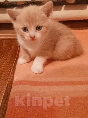 Кошки в Краснодаре: Котёнок в добрые руки Девочка, Бесплатно - фото 2