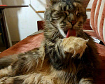 Кошки в Лукоянове: Котята Мейн- кунята.Вам на радость!, 10 000 руб. - фото 6