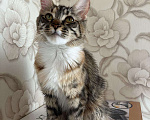 Кошки в Донецке: Мейн кун Полидакт, 1 руб. - фото 4