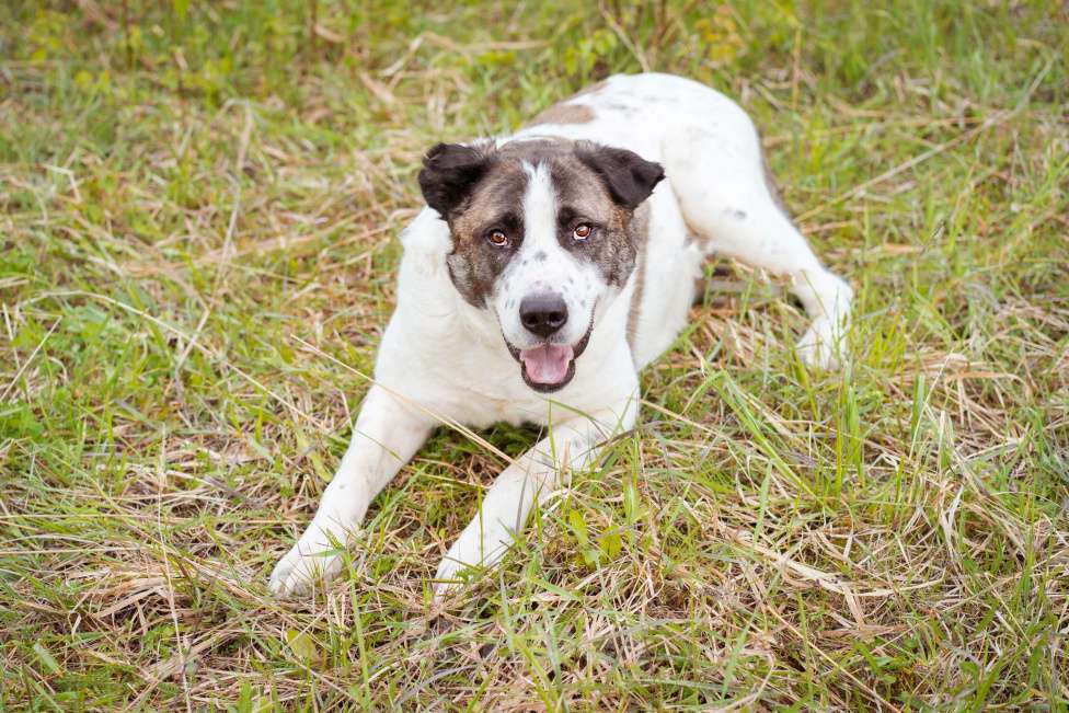 Собаки в Москве: Супер-ласковый парень в добрые руки! Мальчик, Бесплатно - фото 9