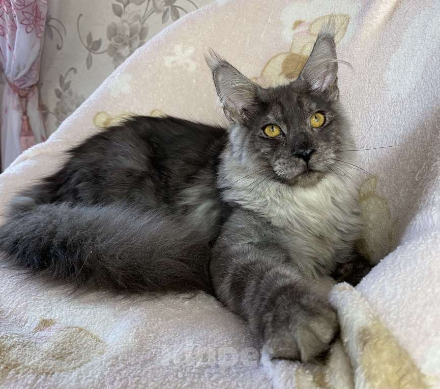Кошки в Дмитрове: Черный дымчатый мальчик мейн кун Nord Мальчик, 60 000 руб. - фото 3