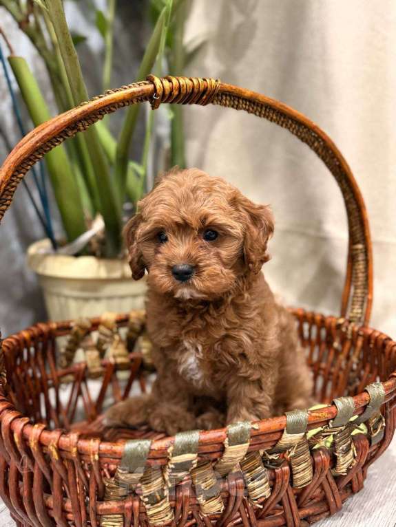 Собаки в Москве: Шикарный мини мальчик кавапу Мальчик, Бесплатно - фото 3