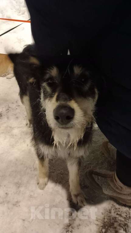 Собаки в Ногинске: Ваше добро останется  Вами! Помогите песику не пропасть... Девочка, Бесплатно - фото 6