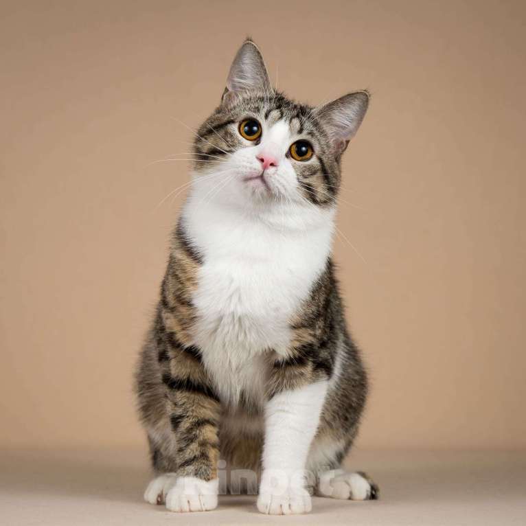 Кошки в Москве: Котик Бенни ищет доброе сердце. Мальчик, Бесплатно - фото 2