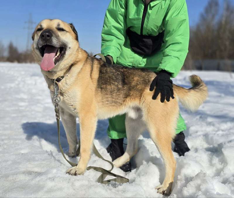 Собаки в Королеве: Велес. Приют Зоодом. Мальчик, Бесплатно - фото 3