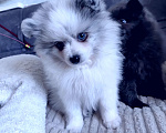 Собаки в других городах Тульской области: Щенки шпица померанского Мерле Разнополые, 30 000 руб. - фото 6