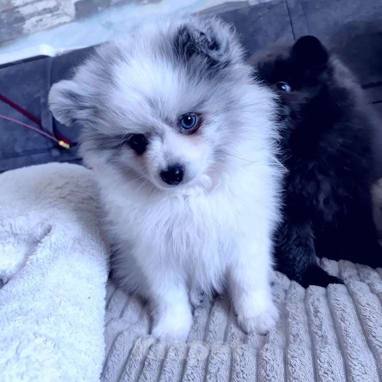 Собаки в других городах Тульской области: Щенки шпица померанского Мерле Разнополые, 30 000 руб. - фото 6