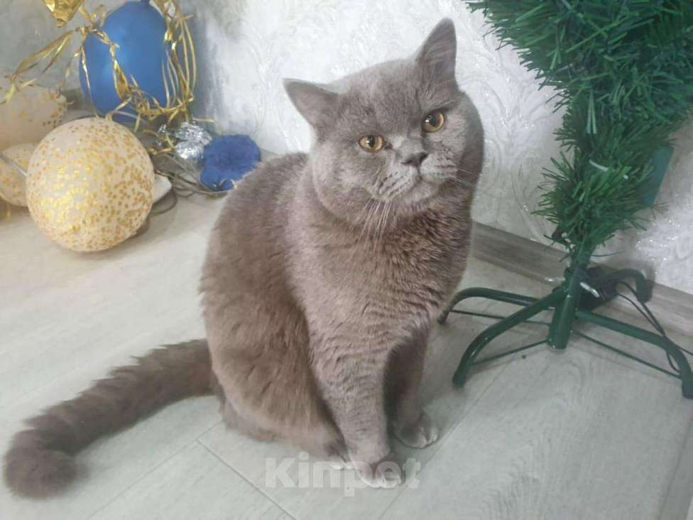 Кошки в Славгороде: Вязка британский кот, 700 руб. - фото 1