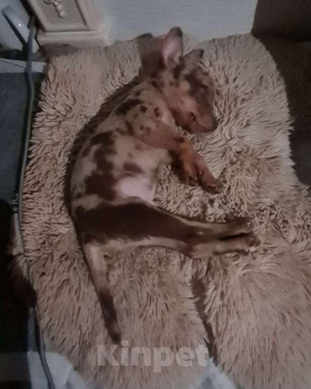 Собаки в Москве: Мини чихуахуа мальчик Мальчик, 27 000 руб. - фото 2