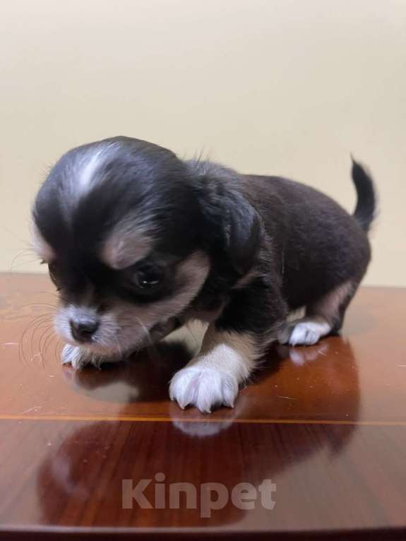 Собаки в других городах Московской области: Щенок чихуахуа мальчик Приц Мальчик, 75 000 руб. - фото 6