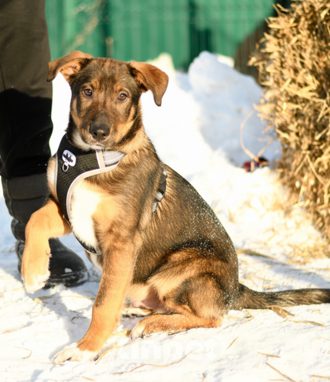 Собаки в Москве: щенок Боба в добрые руки Мальчик, Бесплатно - фото 1