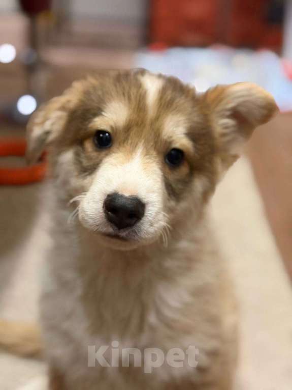 Собаки в Раменском: Маленький щенок в добрые руки Мальчик, Бесплатно - фото 1