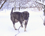 Собаки в Видном: Гюль, метис алабая, 3 года Девочка, Бесплатно - фото 2