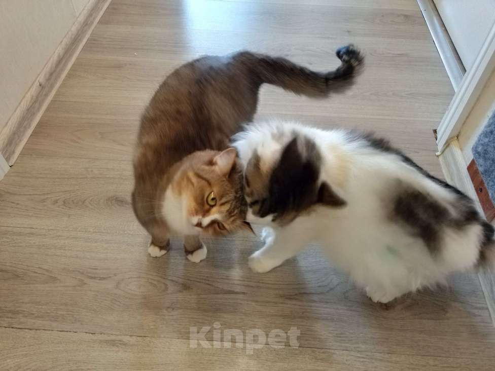 Кошки в Домодедово: Две кошки в добрые руки Девочка, Бесплатно - фото 7