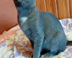Кошки в Воронеже: Кот Серёжка в добрые руки Мальчик, Бесплатно - фото 3